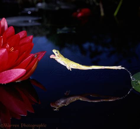 Image result for Help This Frog Fly