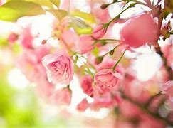 Image result for Spring Facebook Covers