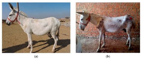 Welfare Assessment and Identification of the Associated Risk Factors ...