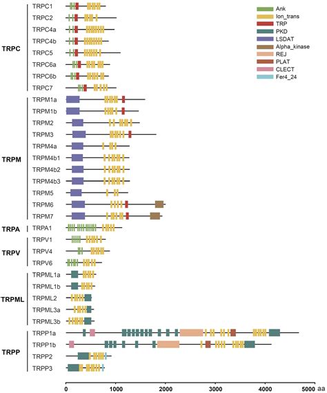 Genome-Wide Identification of the Transient Receptor Potential Channel ...