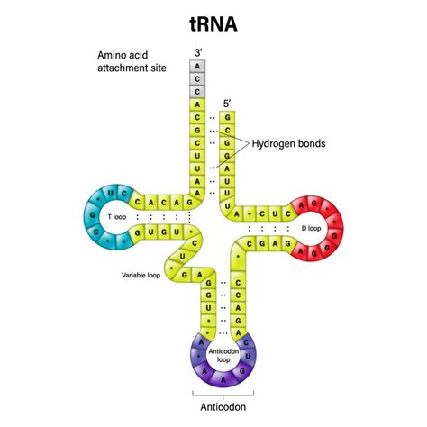 Trna Anticodon Mrna