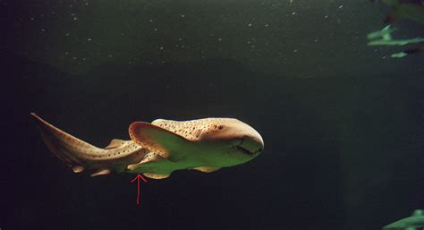 Shark Bits: Shark reproduction - UF/IFAS Extension Sarasota County