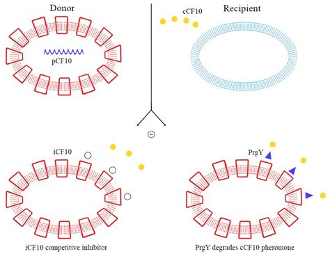 An Overview of the Factors Involved in Biofilm Production by the ...