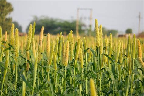 Pearl Millet | Andhra Nursery Farmers Association