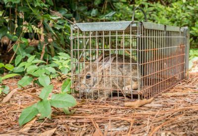 Image result for Python Removal Rabbits