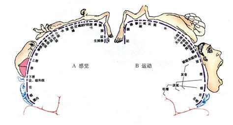 家兔大脑皮层运动区机能定位家兔大脑皮层运动区机能定位实验2022已