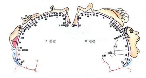 运动皮层m1区体表定位图片