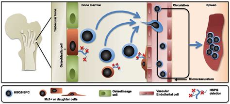 New strategy to improve stem cell transplantation | Harvard Stem Cell ...