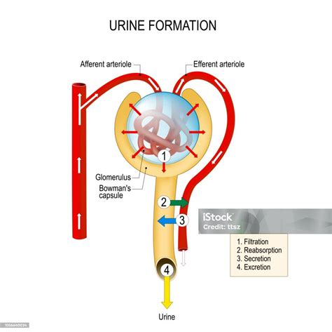 Nephron Function Animation 的图像结果