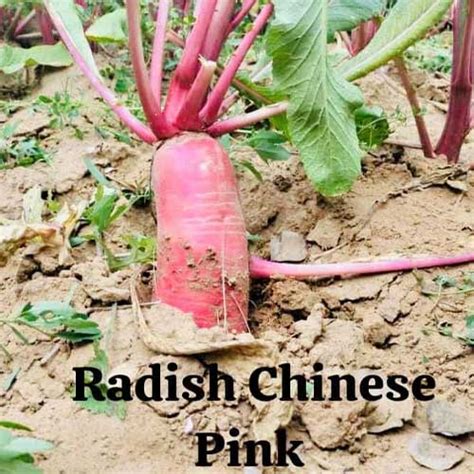 Buy Radish Chinese Pink Seeds - Sweet, Crisp, Fast Maturing, 40-45 Days ...
