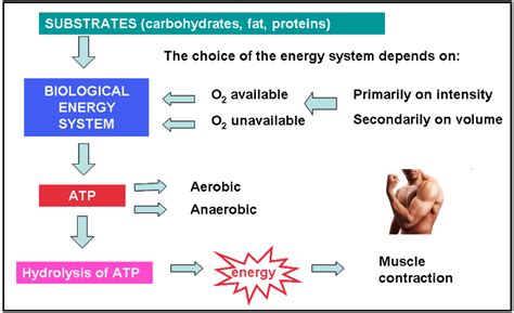 Human Energy System Chart 的图像结果