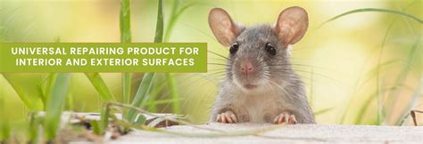 Star Rodent Shield – Protect Cars & Property from Rodents – StarShield ...