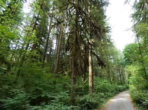 Cold Water Cove Campground - Willamette NF (OR)