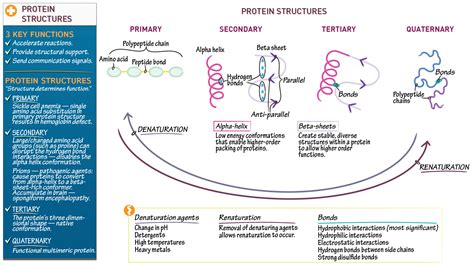 Biochemistry Protein Structure 的图像结果