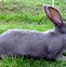 Image result for American Blue Rabbit