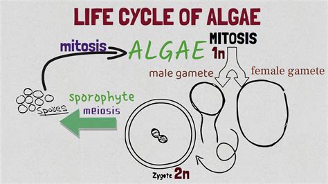 Dr. Malik| The life cycle of algae and the alternation of generation in algae