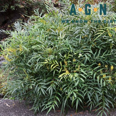 Mahonia Soft Caress – America's Gardens Nursery