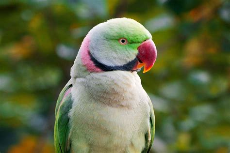 8 Top Green Parrots to Keep as Pets