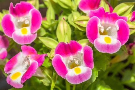 Image result for React Native Style Sheet Embed Code
