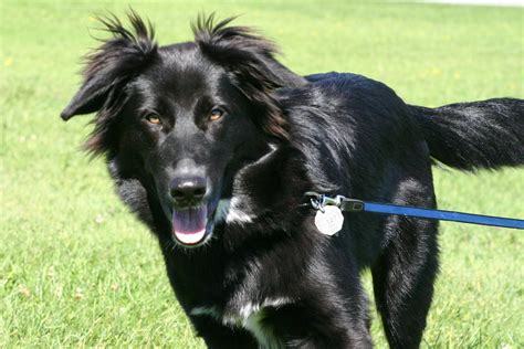 Black golden retriever German Shepherd mix Black Australian Shepherd ...