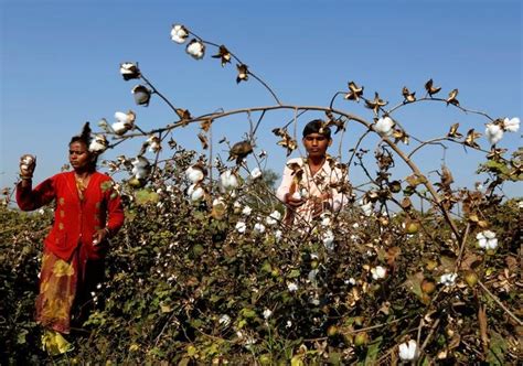 Backgrounder: The Laws Surrounding Monsanto’s Claim to the Bt Cotton ...