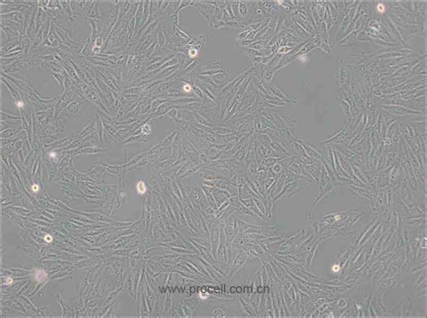 Image result for Alien DNA Structure