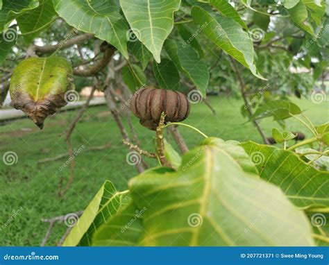 Exploding Tree 的图像结果