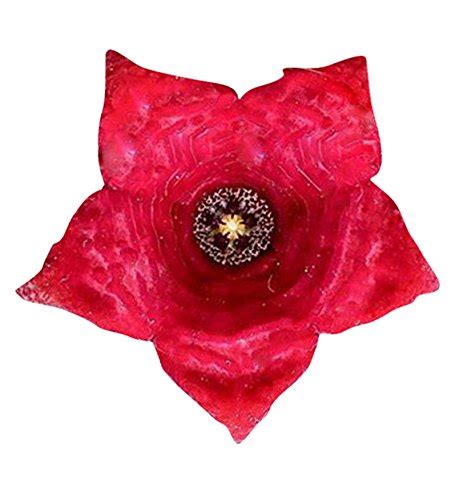 Nema Stapelia pulchella Lithop Seeds - Red - 100 Pcs : Amazon.in ...