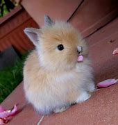 Image result for Bunny Eating Flowers