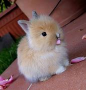 Image result for Cutest Bunny in Da World