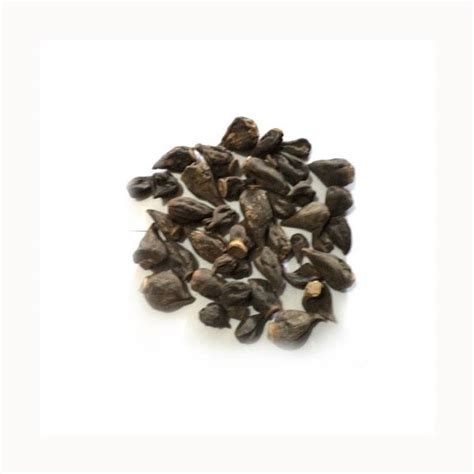 ShubhBhakti Salab Gatta - Salam Gattha - Orchis Spp. Root Seed Price in ...