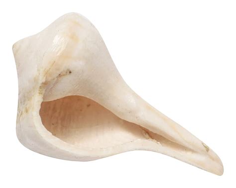 Buy Grace Collections Dakshinvarti Shankh (Small, Light Weight ...