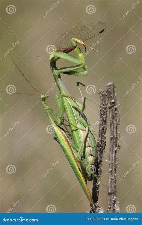 Praying Mantis Eating and Mating Stock Image - Image of fauna, preying ...