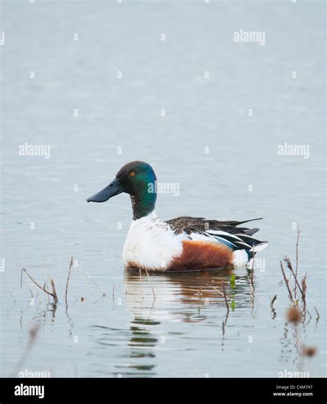 Northern shoveler duck hi-res stock photography and images - Alamy