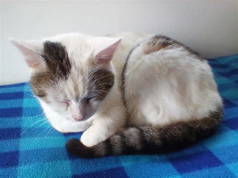 Amazon Tablet Computer 的图像结果