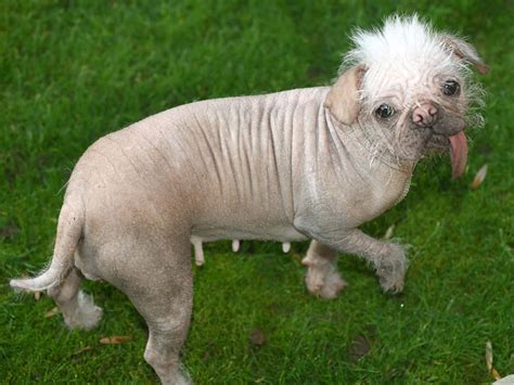 Image result for Ugly Cockapoo