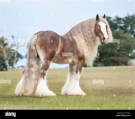 Gypsy Cob Horse