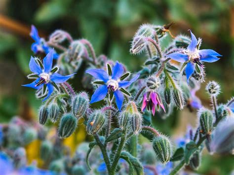 19+ Borage Companion Plants - RemazRhayann