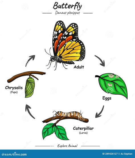 Stages Of A Butterfly