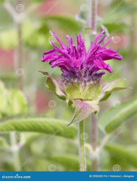 Purple Bee Balm Flower in Soft Focus Stock Photo - Image of nature ...