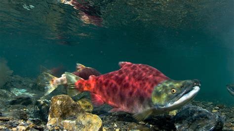 Sockeye salmon - Wikiwand