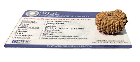 ShivaRatna 13 Mukhi/Thirteen Face Rudraksha with Certificate of Authen