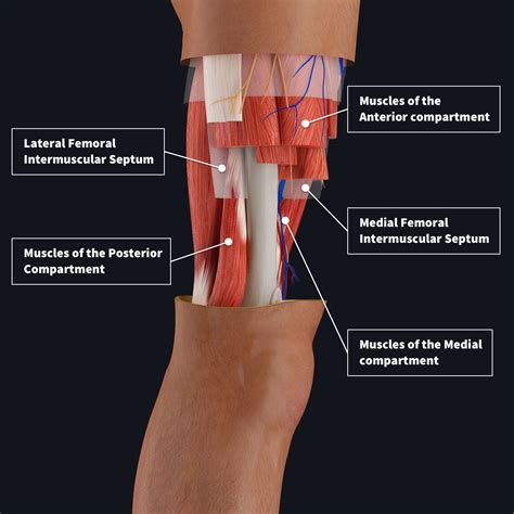 Deep Posterior Compartment Of The Thigh Muscles at Julie Solberg blog