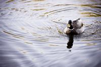 flotar en Hmong Daw, traducción, español - Hmong Daw diccionario