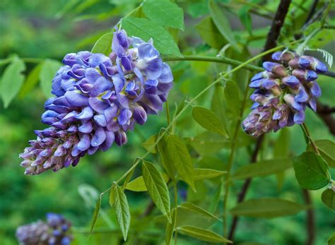 Wild About Wisteria - Flower Magazine