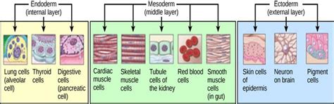 Gastrulation and formation of the placenta — lesson. Science State ...