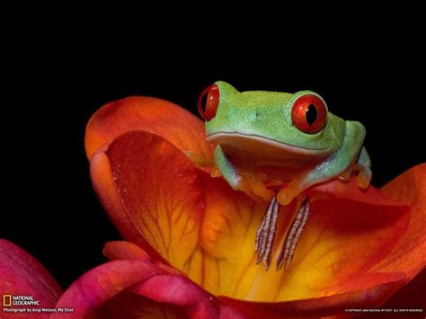 Tree Frog Desktop 的图像结果