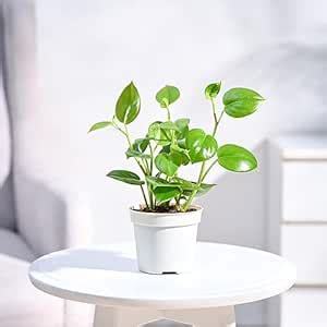 UGAOO Peperomia Green Creeper Live Plant With Grow Pot : Amazon.in ...