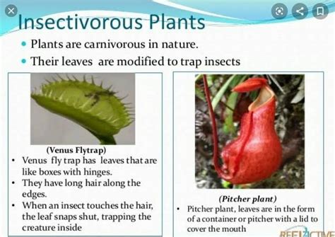 The leaves of the which plant are just like boxes with Hinges - Brainly.in