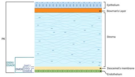Preclinical Models for Studying Fuchs Endothelial Corneal Dystrophy